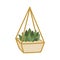 Elegant succulent in golden geometric terrarium, cozy Scandinavian interior decor in flat doodle style