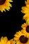 Elegant sunflower background creating frame with copy space