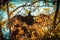 Elegant sunning buzzard in tree