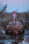 Elegant sunset portrait of the beautiful scarlet faced ibis bird in a peaceful wetland habitat