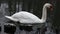 Elegant Swan Glides Across Tranquil Lake