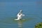 An elegant swan on the lake. A large and varied number of birds make lake Morton a home.