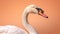 Elegant Swan Portrait on Orange Background. Graceful Swan Animal Concept