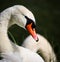 Elegant swan swimming in a natural alpine lake in the austrian alps