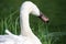 Elegant swan swimming in a natural alpine lake in the austrian alps