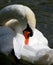 Elegant swan swimming in a natural alpine lake in the austrian alps