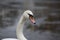 Elegant swan swimming in a river