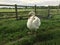 Elegant swan walking on green grass in field