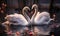 Elegant Swans Engaging in a Courtship Dance on a Serene Lake at Twilight a Symbol of Love and Grace