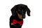 Elegant Teckel puppy wearing bowtie and looking forward