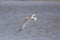 An Elegant Tern flying hunting for fish