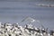 An Elegant Tern flying hunting for fish