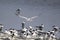 An Elegant Tern flying hunting for fish