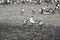 An Elegant Tern flying hunting for fish