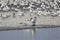 An Elegant Tern flying hunting for fish