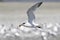 An Elegant Tern flying hunting for fish