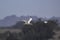 An Elegant Tern flying hunting for fish