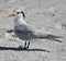 Elegant Tern Seabird