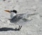 Elegant Tern Seabird