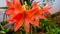 Elegant Tiger lily flower create a positive vibe in summer.