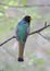 Elegant Trogon In A Tree