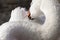 Elegant trumpeter swan cleaning its feathers with its beak, closeup detail