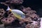 Elegant unicornfish in aquarium