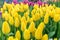Elegant unopened sunny yellow tulips in bright fresh green leaves close up. Spring holiday nature background for web banner and