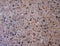 elegant and vibrant historic Venetian terrazzo marble flooring background