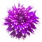 Elegant violet dahlia isolated on a white background. Beautiful head flower