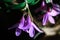 Elegant violet orchids Catleya blossom in garden close up. Side view