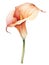 Elegant Watercolor Calla Lily with a Bold Contrasting Stem AI Generated