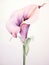 Elegant Watercolor Calla Lily with a Bold Contrasting Stem AI Generated