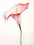 Elegant Watercolor Calla Lily with a Bold Contrasting Stem AI Generated