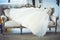 elegant wedding dress  embroidered with beads and crystals spread out on vintage sofa. details  preparation for the wedding