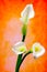 Elegant white calla lilies on abstract gradient blurry background