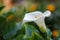 Elegant white calla lily in a vibrant garden