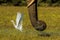 A elegant white Cattle Egret catching insects where the elephants walking to eat grass in Addo, South Africa.