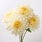 Elegant White Dahlias In A Vase: Stunning Floral Arrangement On A White Background