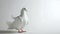 Elegant white dove in a graceful pose on a soft light background, symbolizing peace. minimalistic and serene bird