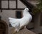 Elegant white Fantail pigeon proudly sitting on a stone wall