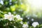 Elegant white gardenia blossom on captivating bokeh background with space for text placement