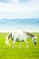 An elegant white horse walking in the green field in springtime