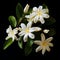 Elegant White Jasmine On Black Background: Art Of Tonga