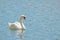An elegant white mute swan floating on aquamarine pond