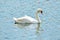 An elegant white mute swan floating on a turquoise colored pond.