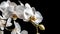 Elegant White Orchid Blooms on a Dark Background, Perfect for Tranquil Design Themes. Serene Nature Image Suitable for