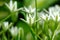 Elegant White Ornithogalum (Grass Lily) Flowers Close-Up