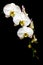 Elegant white phalaenopsis orchids against dark background