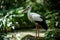 Elegant White Stork at Riverside During Sunset. World Animal Day